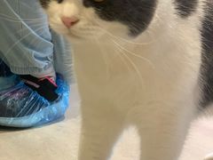 -猫儿山۰猫主题餐厅