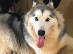 -芭比堂动物医院·犬猫全科·异宠专科(雁塔分院)