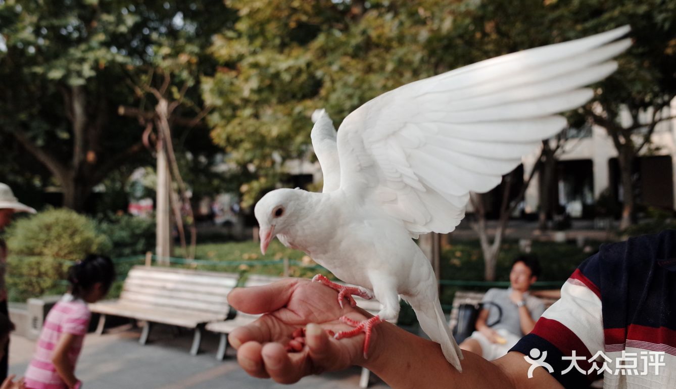 不可错过的西湖边动物打卡🕊