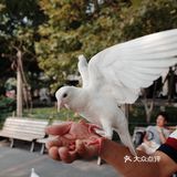 不可错过的西湖边动物打卡🕊