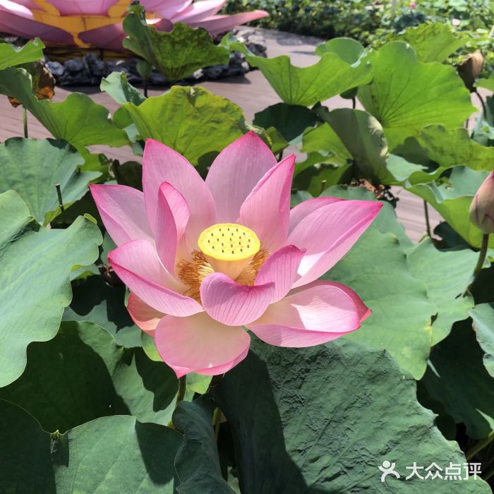 龙环葡韵住宅式博物馆图片