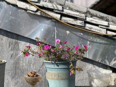 -YLK云南小粒咖啡·云里咖(二号店)