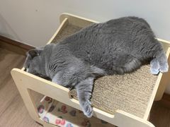 -有猫主题·治愈系猫咖(曾厝垵店)