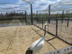 -盐城丹顶鹤湿地生态旅游区