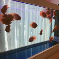 点击看大图 -WENDY·温迪皮肤管理