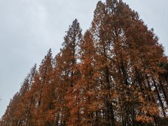 -东平国家森林公园