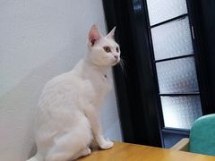 -猫色咖啡·猫咖