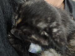 -纳吉亚猫专科动物医院(康都外科中心)
