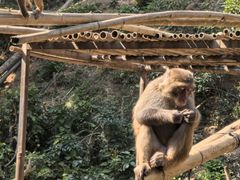-西双版纳原始森林公园