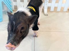 -怪兽屋·羊驼·猫咖·狗咖(俊华广场店)