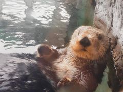 -西雅图水族馆