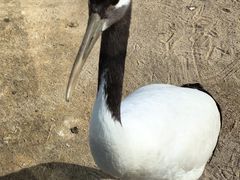 -盐城丹顶鹤湿地生态旅游区