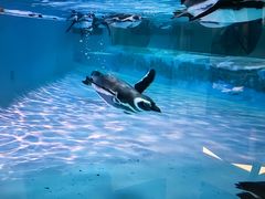 -帝企鹅自助餐厅•儿童岛•真企鹅(长隆企鹅酒店)