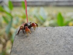 -黄埔古港