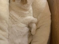 -滚猫咖啡·猫咖·猫友好撸猫(未来城店)