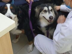 -全心全意连锁动物医院·微创中心·内科急重症·心脏专科(丰管路店)