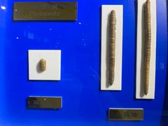 -上海昆虫博物馆