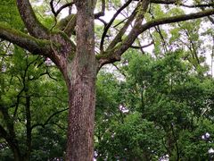 -南岳衡山风景名胜区-南岳大庙