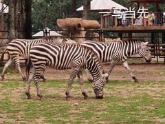 -大连森林动物园