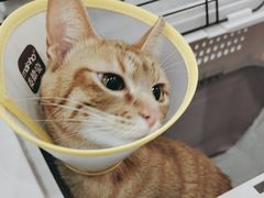 -四月宠物医院·猫专科·心脏专科·内科(转塘店)