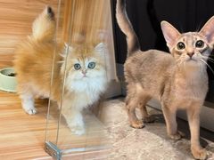 -猫十亿·布偶金渐层·曼基康矮脚猫舍(青年路店)