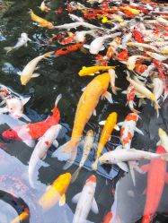 -巍阁高端月子会所