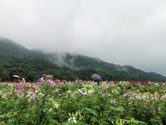 -广州市石门国家森林公园