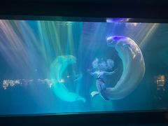 -海合安武汉极地海洋公园
