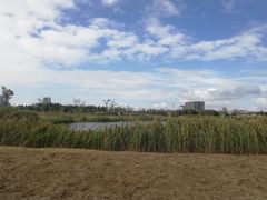 -鹦鹉洲湿地公园