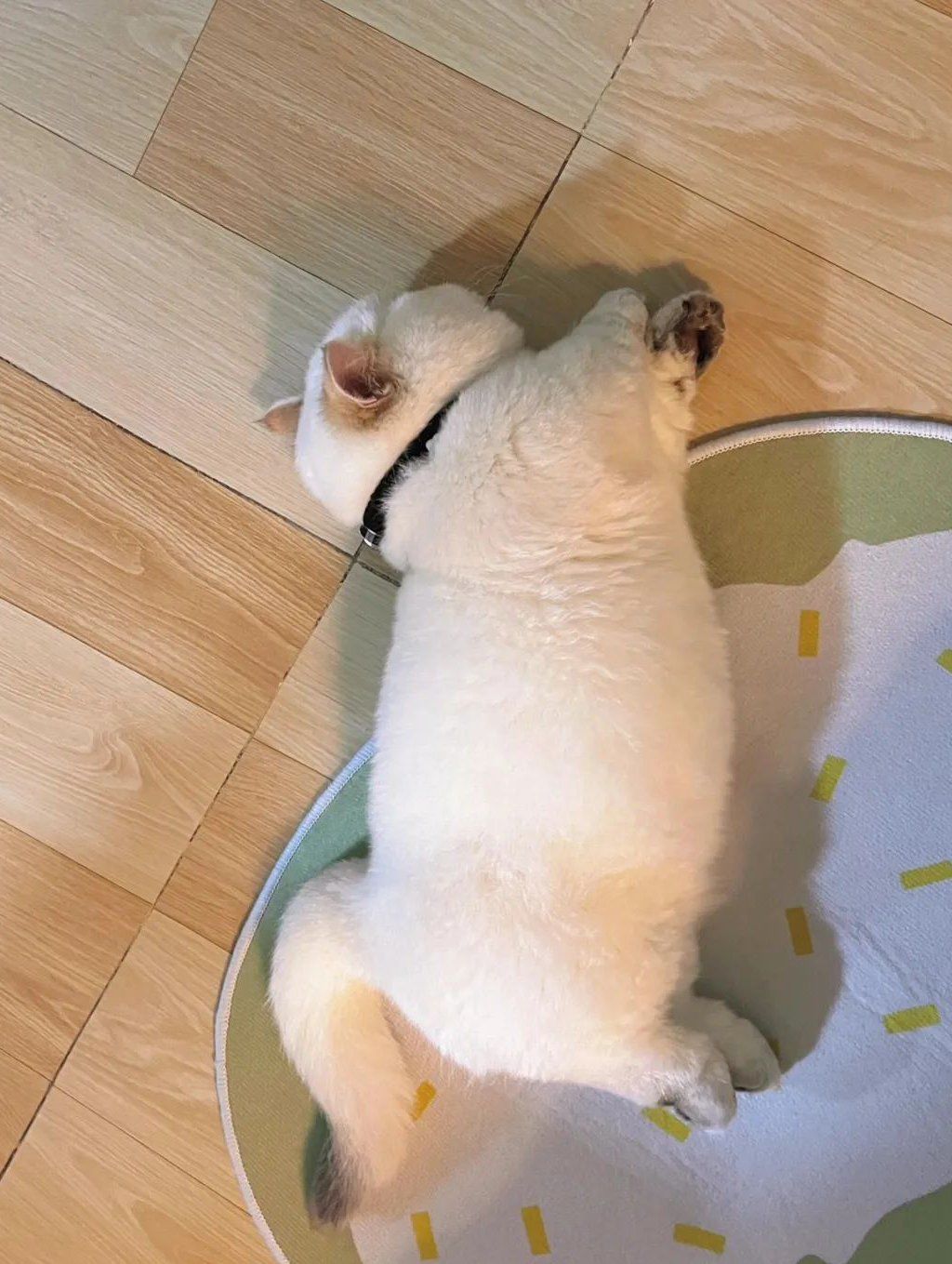 这小短腿,把邻居猫打哭累趴