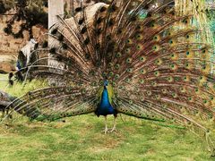 -西霞口神雕山野生动物世界