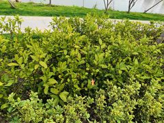 -昆山城市生态森林公园