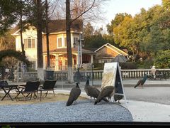 -J Create城市露营咖啡·简餐·宠物(上海动物园店)