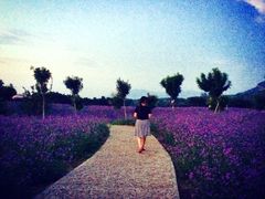 密云玫瑰情园-密云玫瑰情园