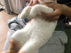 -袖虎·猫馆(体育西路店)