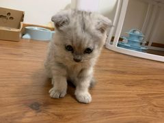 -创凡宠物医院·骨专科  猫科中心(西乡分院)