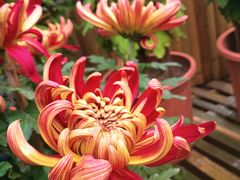 -上海共青森林公园