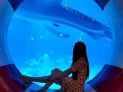 -烟台海昌鲸鲨海洋公园