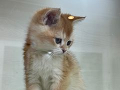 -青奢宠物·青奢猫舍