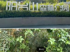 -阳台山森林公园