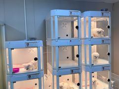 -翊宠yipet猫狗购宠庄园犬舍•猫舍