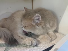 -琪喵猫屋·撸猫猫咖·猫舍