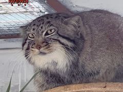 -青藏高原野生动物园