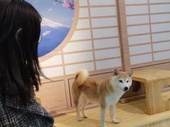 -柴源莊·柴小宠柴犬咖啡