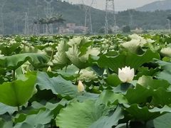 -海角城白海豚浪漫海滩