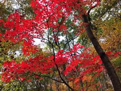 -关门山森林公园