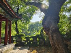 -北京动物园-畅观楼