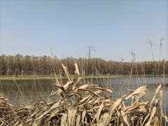 -金银湖国家城市湿地公园