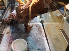 -酷以爬仙阁实体爬宠店·守宫·蜥蜴·专业繁育