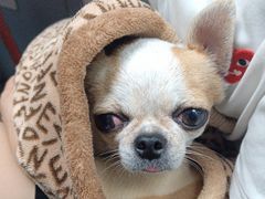 -伟伟宠物医院·CT影像中心·瑞派犬猫综合性门诊(汉口总院)